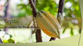  Presentation with cocoa pod - Presentation theme enhanced with yellow-and-green-cocoa-pod background and a gold colored foreground