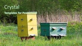  Presentation with yellow green - Colorful theme enhanced with yellow-and-green-wooden-beehives backdrop and a tawny brown colored foreground