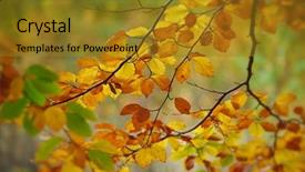  Presentation with yellow orange - PPT theme with yellow and orange autumn hornbeam background and a gold colored foreground