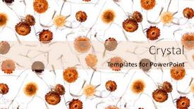  Presentation with yellow orange - Slides enhanced with yellow-and-orange-flowers background and a lemonade colored foreground