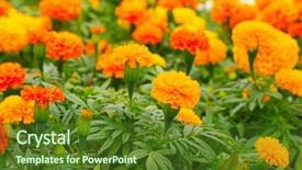  Presentation with yellow orange - Cool new theme with yellow and orange marigolds backdrop and a tawny brown colored foreground
