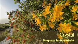  Presentation with los angeles - Presentation design enhanced with yellow-and-red-bush-monkey background and a tawny brown colored foreground