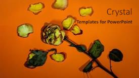  Presentation with rose yellow - Colorful slide set enhanced with yellow-and-red-colored-dry backdrop and a gold colored foreground