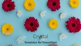  Presentation with red blue yellow - Presentation design having yellow-and-red-gerberas background and a light blue colored foreground