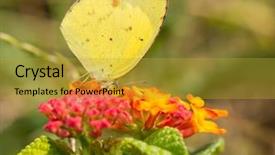  Presentation with butterfly - Presentation theme featuring yellow and red lantana flower background and a gold colored foreground