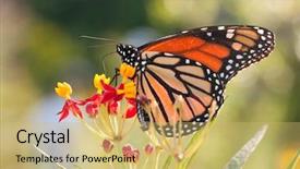  Presentation with monarch butterfly - Presentation having yellow and red milkweed flower background and a yellow colored foreground