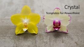  Presentation with white and yellow - Beautiful presentation theme featuring yellow and white orchid theme backdrop and a mint green colored foreground