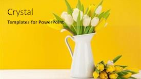 Presentation with white flowers - Presentation theme consisting of yellow-and-white-tulip-flowers background and a yellow colored foreground