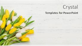  Presentation with tulip - Slide set having yellow-and-white-tulip-flowers background and a white colored foreground