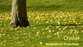  Presentation with team group yellow - Beautiful slide deck featuring yellow apples on an orchard backdrop and a tawny brown colored foreground