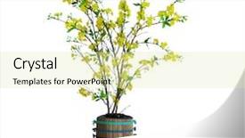  Presentation with lunar new year - Audience pleasing theme consisting of yellow apricot blossom vietnamese traditional backdrop and a soft green colored foreground