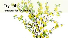  Presentation with apricot - Beautiful PPT layouts featuring yellow apricot flower artificial isolated backdrop and a soft green colored foreground