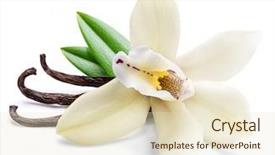  Presentation with vanilla - Beautiful slide deck featuring yellow aroma - dried vanilla sticks and orchid backdrop and a lemonade colored foreground
