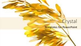  Presentation with seeds - Amazing slides having yellow-ash-seeds-isolated backdrop and a yellow colored foreground