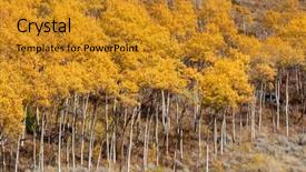  Presentation with colorado - Slides enhanced with yellow aspen trees in colorado background and a gold colored foreground