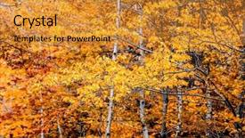  Presentation with nature - Audience pleasing PPT layouts consisting of yellow autum colors from nature backdrop and a gold colored foreground