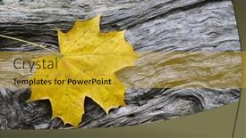  Presentation with yellow wood - Presentation featuring yellow-autumn-maple-leaf background and a gold colored foreground