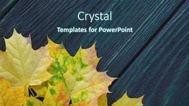  Presentation with maple leaves - Presentation theme enhanced with yellow-autumn-maple-leaves background and a tawny brown colored foreground