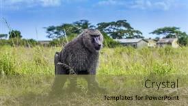  Presentation with savannah - Beautiful PPT layouts featuring yellow baboon monkey baboon - portrait backdrop and a gold colored foreground