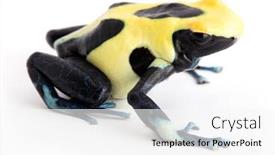  Presentation with poison - Amazing slide deck having yellow-back-poison-dart-frog backdrop and a white colored foreground