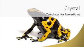  Presentation with frog - Cool new PPT theme with yellow-banded poison dart frog backdrop and a white colored foreground