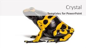  Presentation with poison - Audience pleasing slide deck consisting of yellow-banded poison dart frog dendrobates leucomelas in front of white background backdrop and a white colored foreground