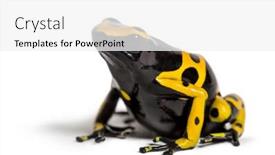  Presentation with poison - Presentation theme consisting of yellow-banded poison dart frog background and a white colored foreground