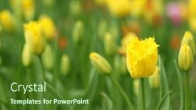  Presentation with tulip - PPT theme enhanced with yellow-beautiful-tulip-flowers background and a  colored foreground