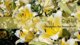  Presentation with lily - Colorful presentation enhanced with yellow-beauty-lily-flowers backdrop and a yellow colored foreground