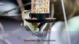  Presentation with bird - PPT layouts with yellow-bellied-woodpecker-hanging background and a light blue colored foreground