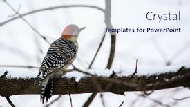  Presentation with winter - PPT theme featuring yellow-bellied-woodpecker-on-tree background and a sky blue colored foreground