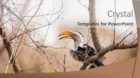 Presentation with kruger - Slide set featuring yellow-billed-hornbill-sitting background and a white colored foreground