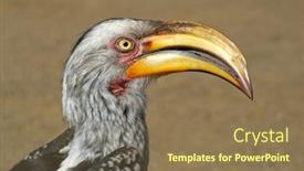  Presentation with south africa - Slide deck having yellow-billed-hornbill-tockus-flavirostris background and a violet colored foreground