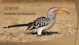  Presentation with south africa - Presentation enhanced with yellow-billed-hornbill-tockus-flavirostris background and a coral colored foreground