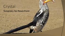 Presentation with south africa - Theme with yellow-billed-hornbill-tockus-flavirostris background and a coral colored foreground