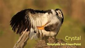  Presentation with south africa - PPT layouts featuring yellow-billed-hornbill-tockus-flavirostris background and a tawny brown colored foreground