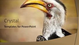  Presentation with south africa - Colorful slide set enhanced with yellow-billed-hornbill-tockus-flavirostris backdrop and a coral colored foreground