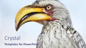  Presentation with south africa - Slide set consisting of yellow-billed-hornbill-tockus-flavirostris background and a sky blue colored foreground