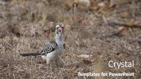  Presentation with kruger - Cool new theme with yellow billed hornbill wild animal in kruger national park sou backdrop and a gray colored foreground