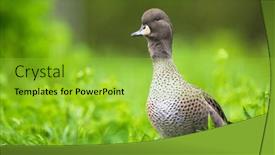 Presentation with duck - Slide deck consisting of yellow-billed-pintail-duck-anas background and a yellow colored foreground