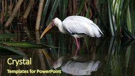  Presentation with fish pond - Slide deck consisting of yellow billed stork hunting for fish in a shallow pond background and a wine colored foreground