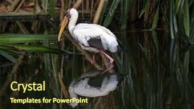  Presentation with fish pond - Slides with yellow billed stork hunting for fish in a shallow pond background and a wine colored foreground