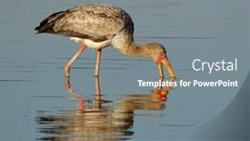  Presentation with water park - Theme with yellow-billed-stork-mycteria-ibis background and a gray colored foreground
