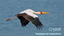  Presentation with south africa - Slide deck consisting of yellow-billed-stork-mycteria-ibis background and a ocean colored foreground