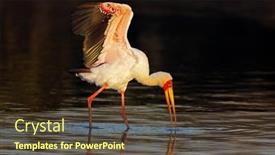  Presentation with kruger - Presentation theme having yellow-billed-stork-mycteria-ibis background and a tawny brown colored foreground