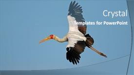  Presentation with kruger - Slides having yellow-billed stork mycteria ibis in flight kruger national park south africa background and a teal colored foreground