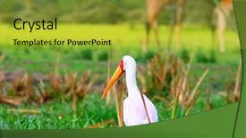  Presentation with kenya - PPT theme with yellow billed stork on the lake naivasha africa kenya background and a gold colored foreground