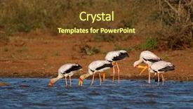  Presentation with water park - PPT theme having yellow-billed storks mycteria ibis background and a tawny brown colored foreground