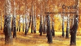  Presentation with dry forest - PPT theme having yellow birches and dry background and a coral colored foreground