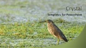  Presentation with yellow green - Slide set consisting of yellow-bittern-bird-in-green and a  colored foreground